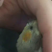 عروس هلندی گم شده