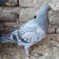 جوجه پلاکی فروشی