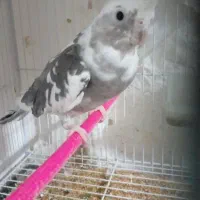 عروس هلندی ماده از نژاد البینیو|پرنده|مود, |دیوار