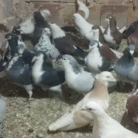 کبوتر پرشی|پرنده|نیشابور, مازول|دیوار