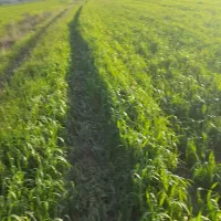 اجاره زمین کشاورزی|اجارهٔ دفتر صنعتی، کشاورزی، تجاری|فارسان, |دیوار