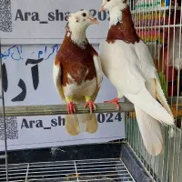 کفتر|پرنده|رفسنجان, |دیوار