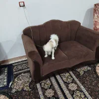 سگ  خونگی واکسن زده|سگ|خرم‌آباد, |دیوار