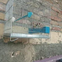 سهره نر