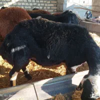 قوچ و بره قوچ|حیوانات مزرعه|بهشهر, |دیوار