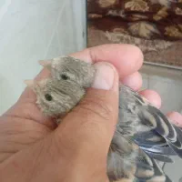 جوجه سهره قناری
