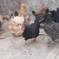 مرغ سیاه|حیوانات مزرعه|شاهینشهر, گزبرخوار|دیوار