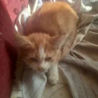 واگذاری بچه گربه|گربه|اصفهان, خانه اصفهان|دیوار