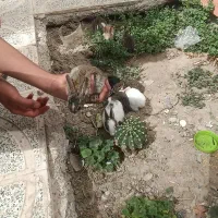خرگوش