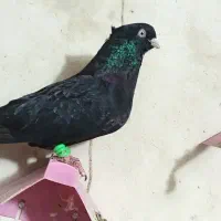 زاغ آبادانی