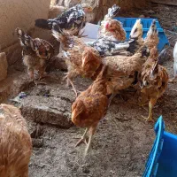 نیمچه گلین زیر مرغی