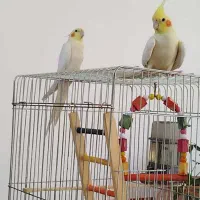 یک جفت عروس هلندی سفید|پرنده|مهاباد (آذربایجان غربی), |دیوار