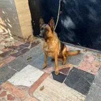 سگ ژرمن ماده