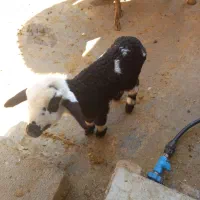 بره ماده پلنگی