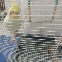 عروس هلندی|پرنده|تهران, جوادیه تهرانپارس|دیوار