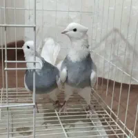 طوقی صحرای نباشد  و دم سفید|پرنده|همدان, |دیوار