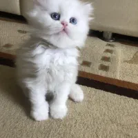 سرپرستی گربه نژاد دار