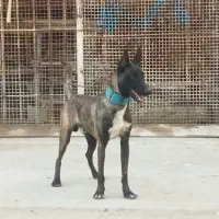 سگ مالینیوز