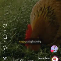 بیست عدد غاز بفروش میرسد