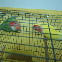 طوطی کوتوله برزیلی