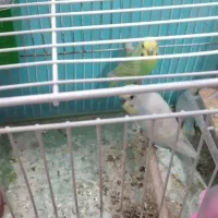 مرغ عشق رنگین کمانی با جوجه