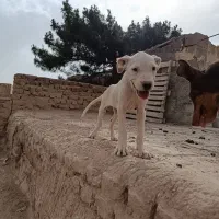 داگو ماده توله