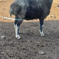 بوقلمون|حیوانات مزرعه|علی‌آباد کتول, |دیوار