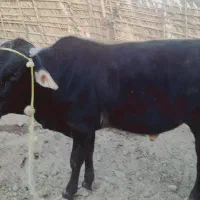 دو نر یک ماده|حیوانات مزرعه|قلعه گنج, |دیوار