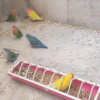 طوطی کتوله برزیلی مولد|پرنده|کرمان, |دیوار
