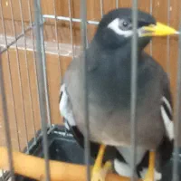 مرغ مینا سخنگو شاه تخم