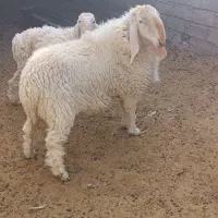 قوچ مری اصل|حیوانات مزرعه|جزنیک, |دیوار