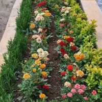 گل کاری وباغبانی هرس کاری وپابیل کردن