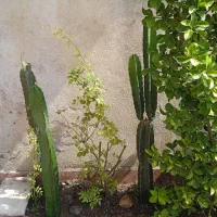 کاکتوس سرئوس پریانوس