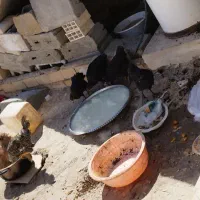 مرغ خروس ونیمه بزرگ|حیوانات مزرعه|بندر امام خمینی, |دیوار