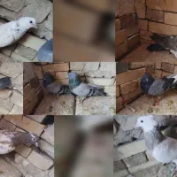 ۷ عدد کبوتر