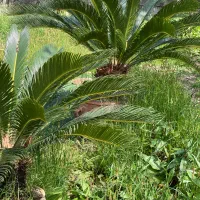 سیکاس بزرگ چند ساله