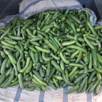 خیار محلی کهنوجی ۳۵ت و ۲۰ت