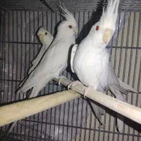 گرینچیک وعروس هلندی|پرنده|ساوه, |دیوار