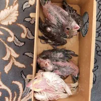 جوجه عروس هلندی