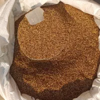 کنجد تازه بوجاری شده|خوردنی و آشامیدنی|وحدتیه, |دیوار