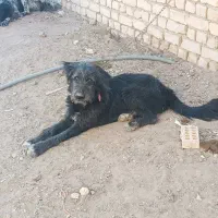 سگ قدرجونی|سگ|خمینی‌شهر, |دیوار