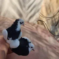 دو سه جفت پرنده درجه یک|پرنده|کازرون, |دیوار