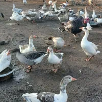 فروش غاز محلی