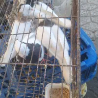 کبوتر طوقی|پرنده|دره شهر, |دیوار