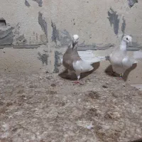 کبوتر طوقی