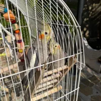 عروس هلندی|پرنده|لشت نشا, |دیوار