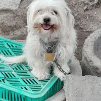 سگ خارجی پاکوتاه فروشی فوری