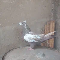 فروش 1 عدد ماده انگلیسی دو رگ|پرنده|تهران, فلسطین (میدان انقلاب)|دیوار