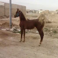 کره نریان عرب مصری