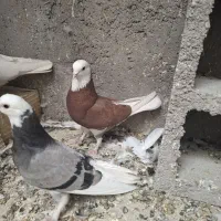 سرخ پلنگ